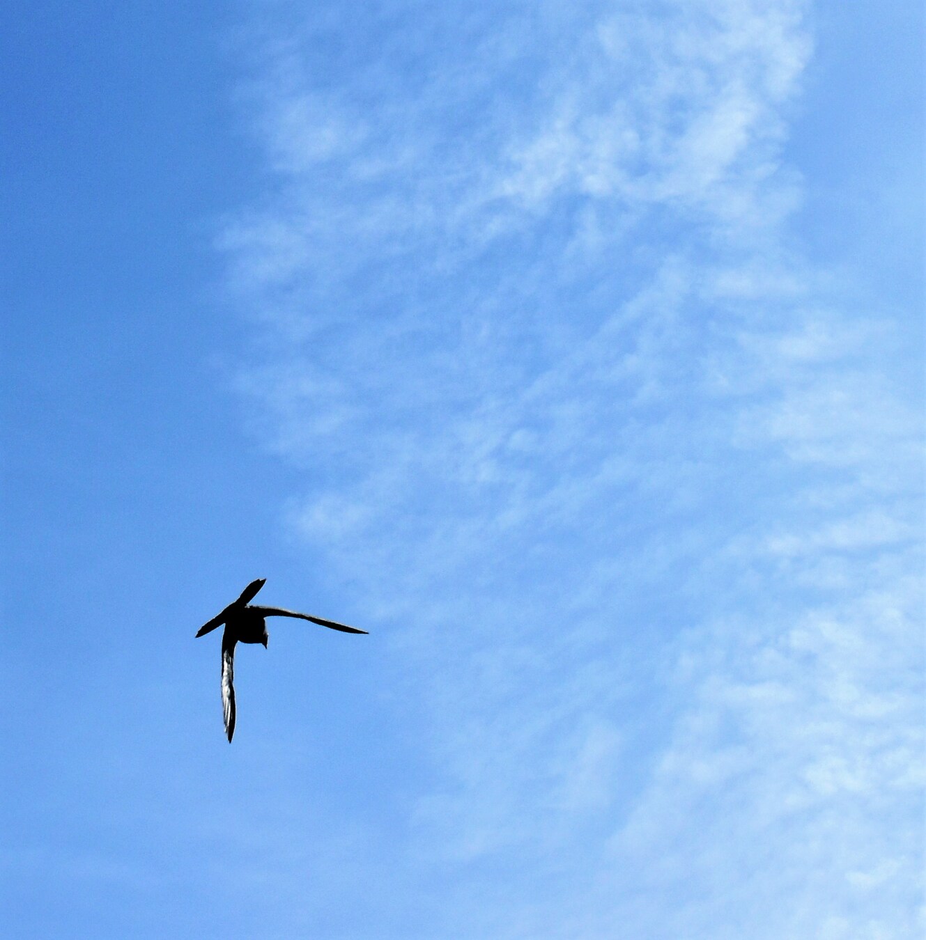 Pigeon, en volant, ciel bleu, vol, ailes, nature, oiseau, beau temps, aile, haute