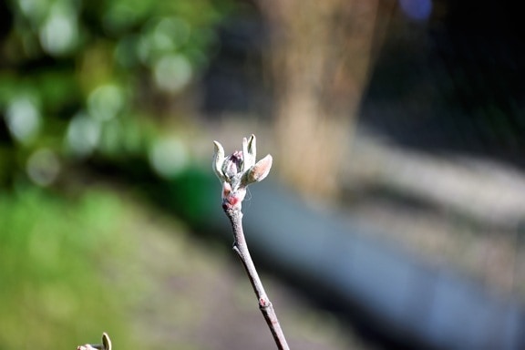 flower bud, branchlet, focus, spring time, plant, blur, leaf, flora, branch, upclose