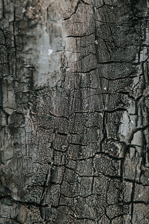 tekstur, cortex, bark, svart-hvitt, tre, mønster, overflate, tørr, grov, treet