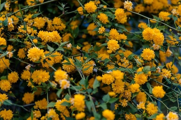 orange gul, busk, blomstrende, Kvist, natur, plante, blad, blomster, blomst, lyse