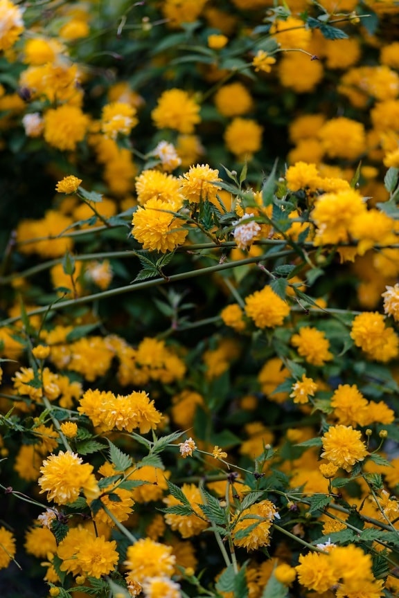 fiori, giallo arancio, tempo di primavera, natura, fiore, pianta, giallo, luminosa, estate, flora