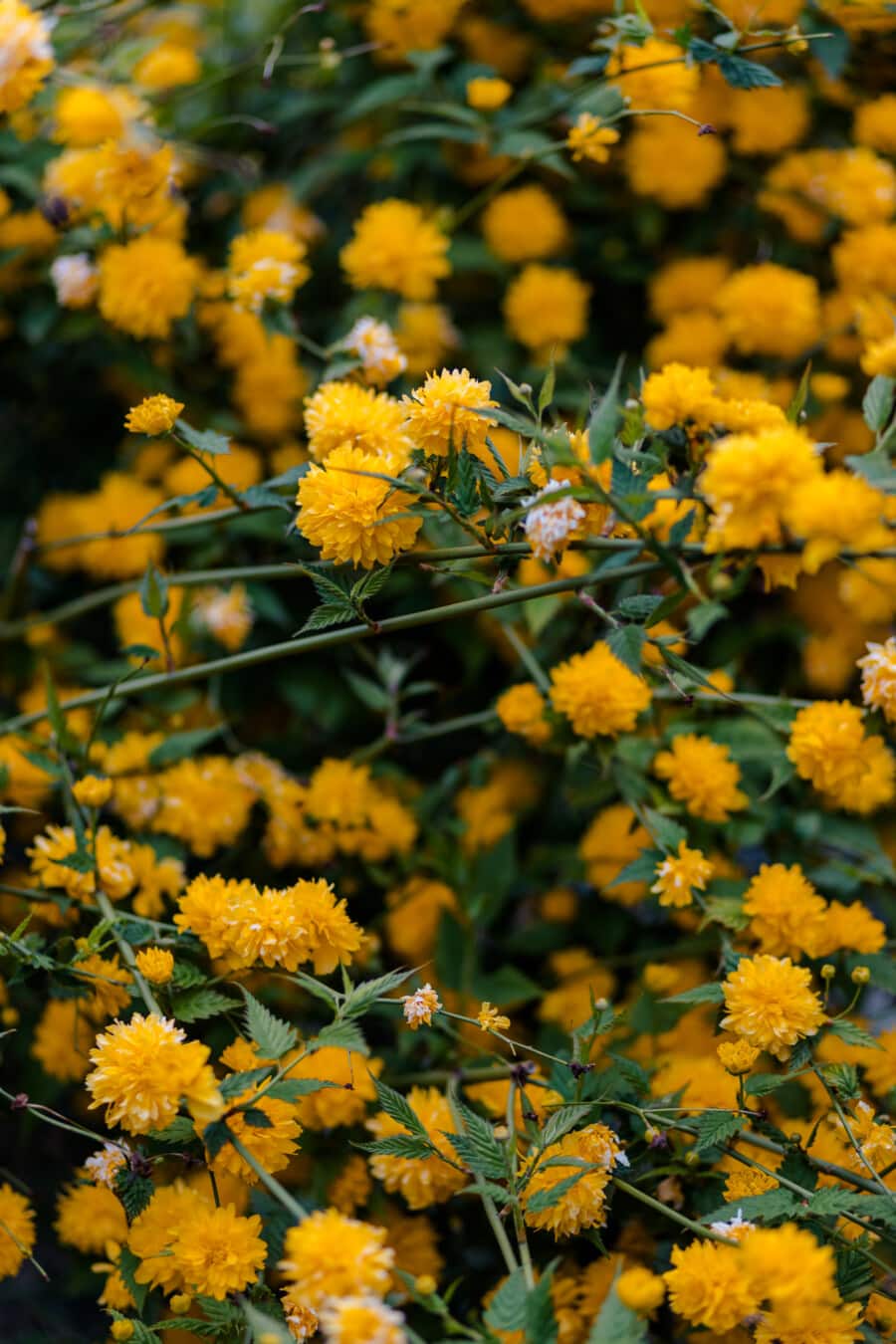λουλούδια, κίτρινο πορτοκαλί, άνοιξη, φύση, λουλούδι, φυτό, κίτρινο, φωτεινή, το καλοκαίρι, χλωρίδα