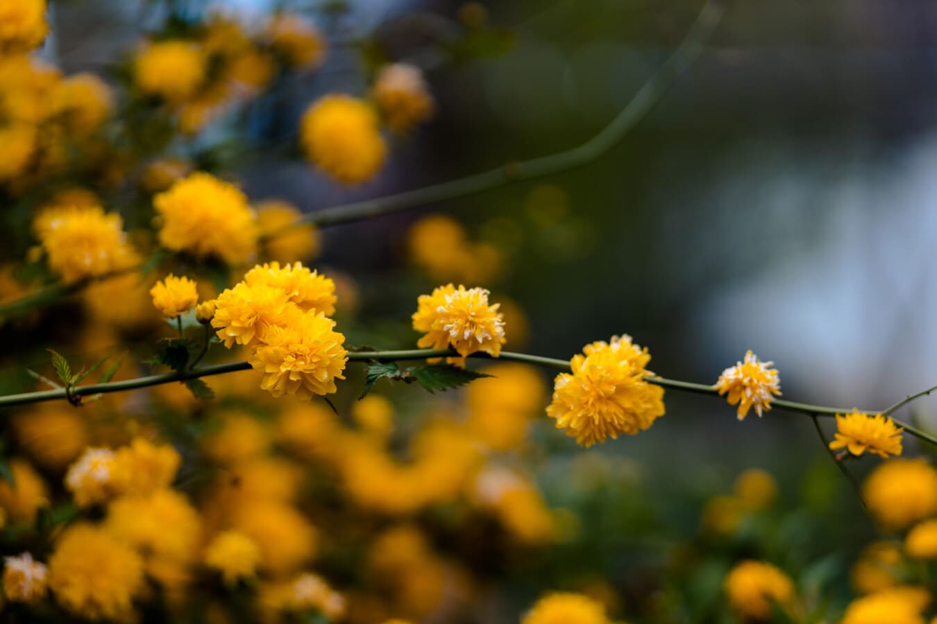 κίτρινο πορτοκαλί, λουλούδια, θάμνος, κλαδάκι, οριζόντια, φύλλο, κίτρινο, φύση, άνοιξη, φυτό