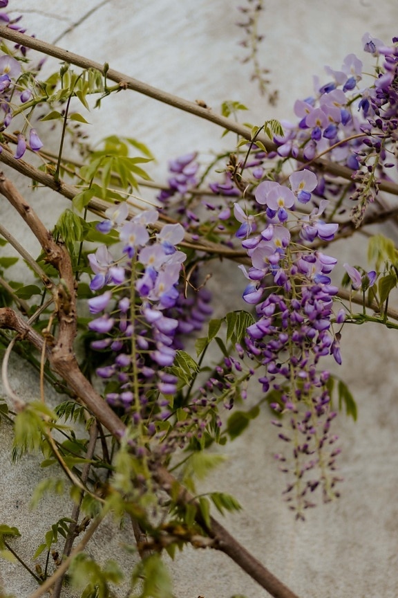 Acacia pycnantha, aromatique, violet, fleurs, flore, arbre, herbe, feuille, plante, fleur