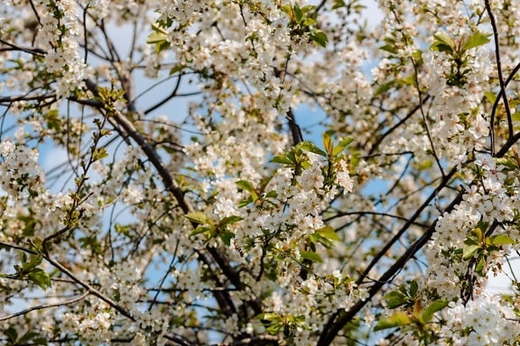 flowering cherry, spring time, branches, orchard, white flower, tree, outdoors, season, branch, flower