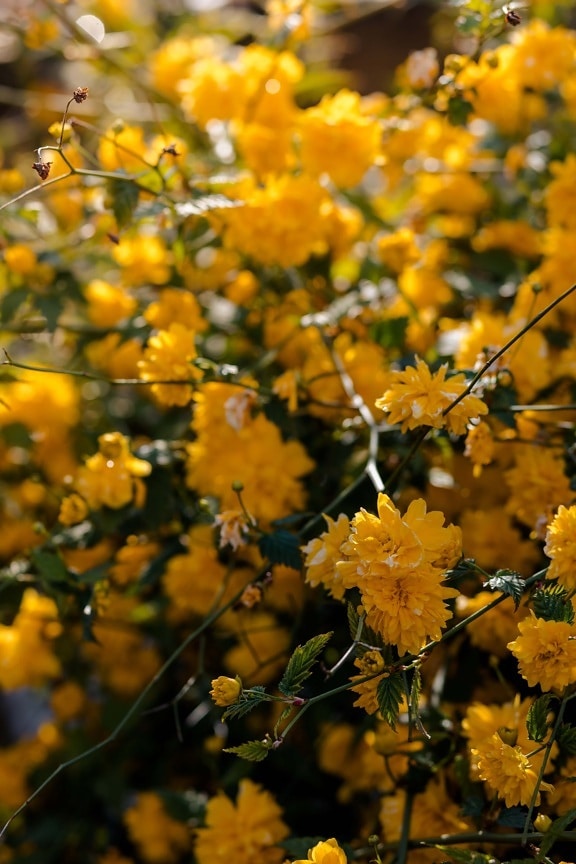 flowers, orange yellow, spring time, bush, branchlet, flower, branch, plant, tree, autumn