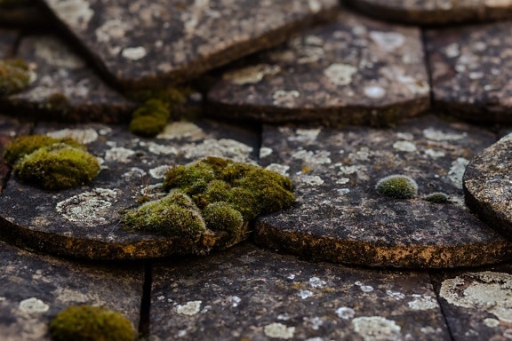 mossy, tiles, rooftop, close-up, lichen, nature, moss, texture, outdoors, flora