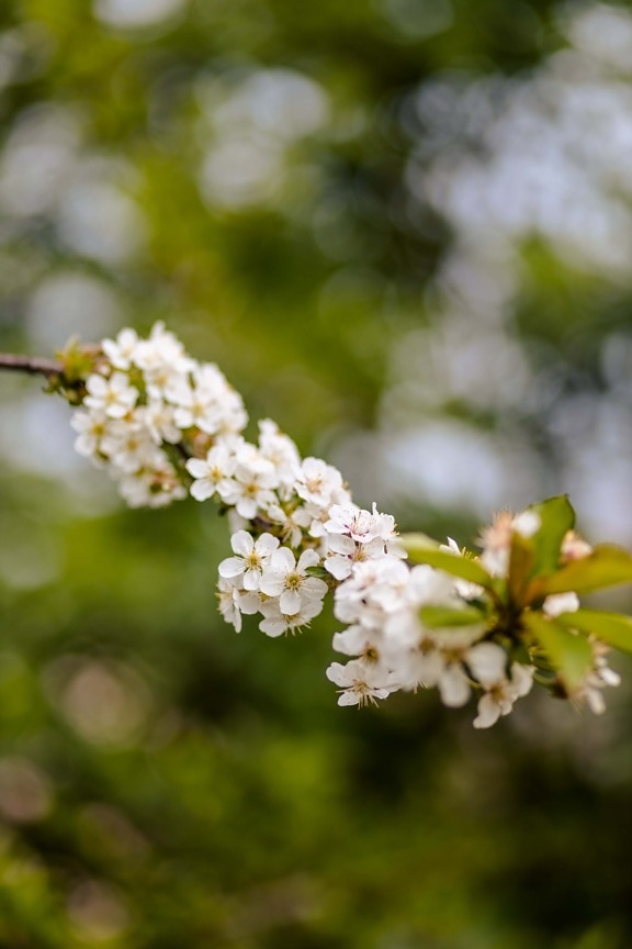 branchlet, flowering cherry, spring time, white flower, orchard, herb, flower, blossom, spring, nature