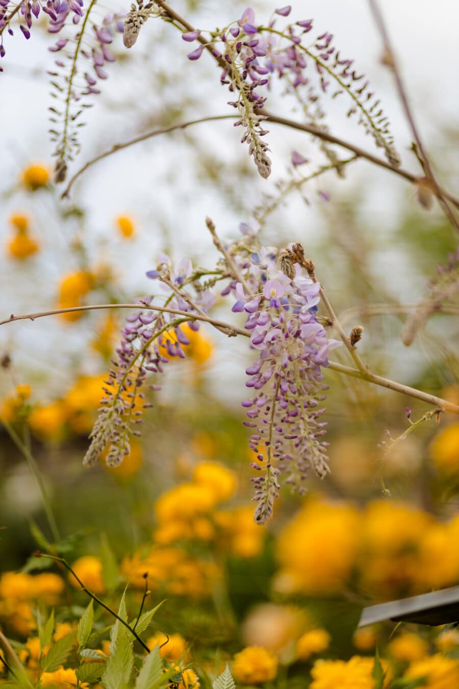 Acacia pycnantha, violet, floraison, arbre, nature, flore, plante, fleur, épanouissement, jardin