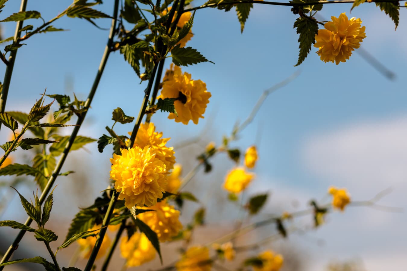 flores, amarelo alaranjado, brilhante, flor em botão, folha, folhas, planta, árvore, sol, temporada
