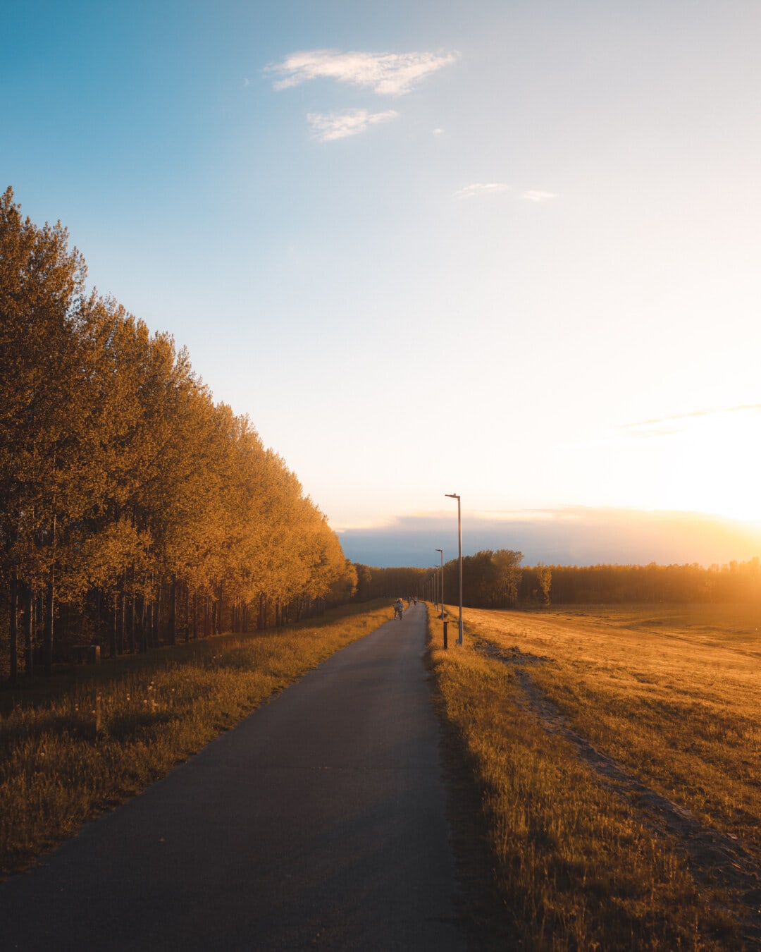 countryside, road, sunset, sunshine, rural, country, grass, landscape, dawn, tree