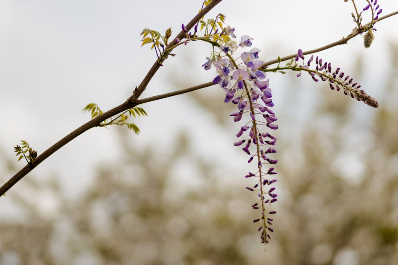 flowers, purple, pinkish, acacia, flower, nature, branch, leaf, color, tree