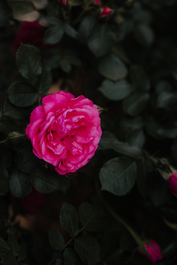 rosa, rosso scuro, Rosato, ombra, arbusto, rosa, pianta, foglia, fiore, petalo
