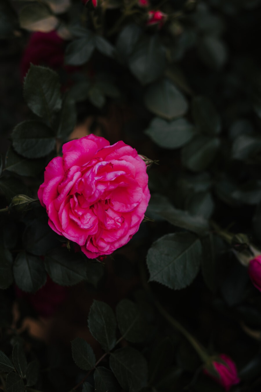 τριαντάφυλλο, σκούρο κόκκινο, ροζ, σκιά, θάμνος, ροζ, φυτό, φύλλο, λουλούδι, πέταλο