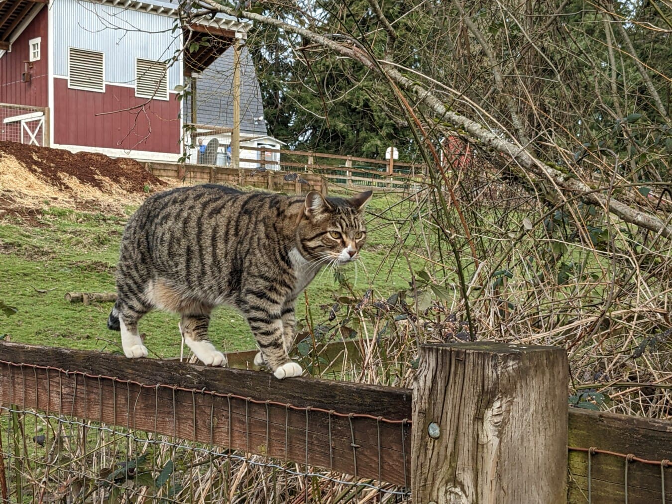 домашна котка, ходене, лъскава котка, задния двор, ограда, дива природа, ивици, котешки, котка, животните