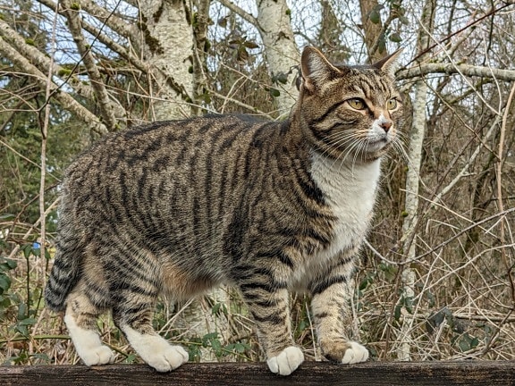 domestic cat, tabby cat, side view, portrait, standing, fur, pet, cat, feline, cute