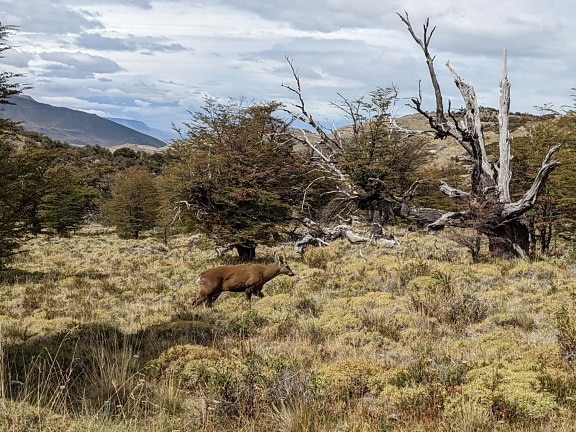 čileanski južnoandski jelen, hippocamelus bisulcus, biljni i životinjski svijet, na otvorenom, trava, životinja, drvo