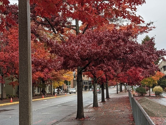 podzimní sezóna, ulice, stromy, alej, bulvár, městská oblast, cesta, strom, parku, javor