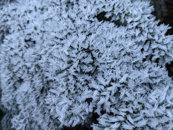 congelate, iarbă, până aproape, detalii, macro, cristal de gheata, rece, îngheţ, geros, gheata
