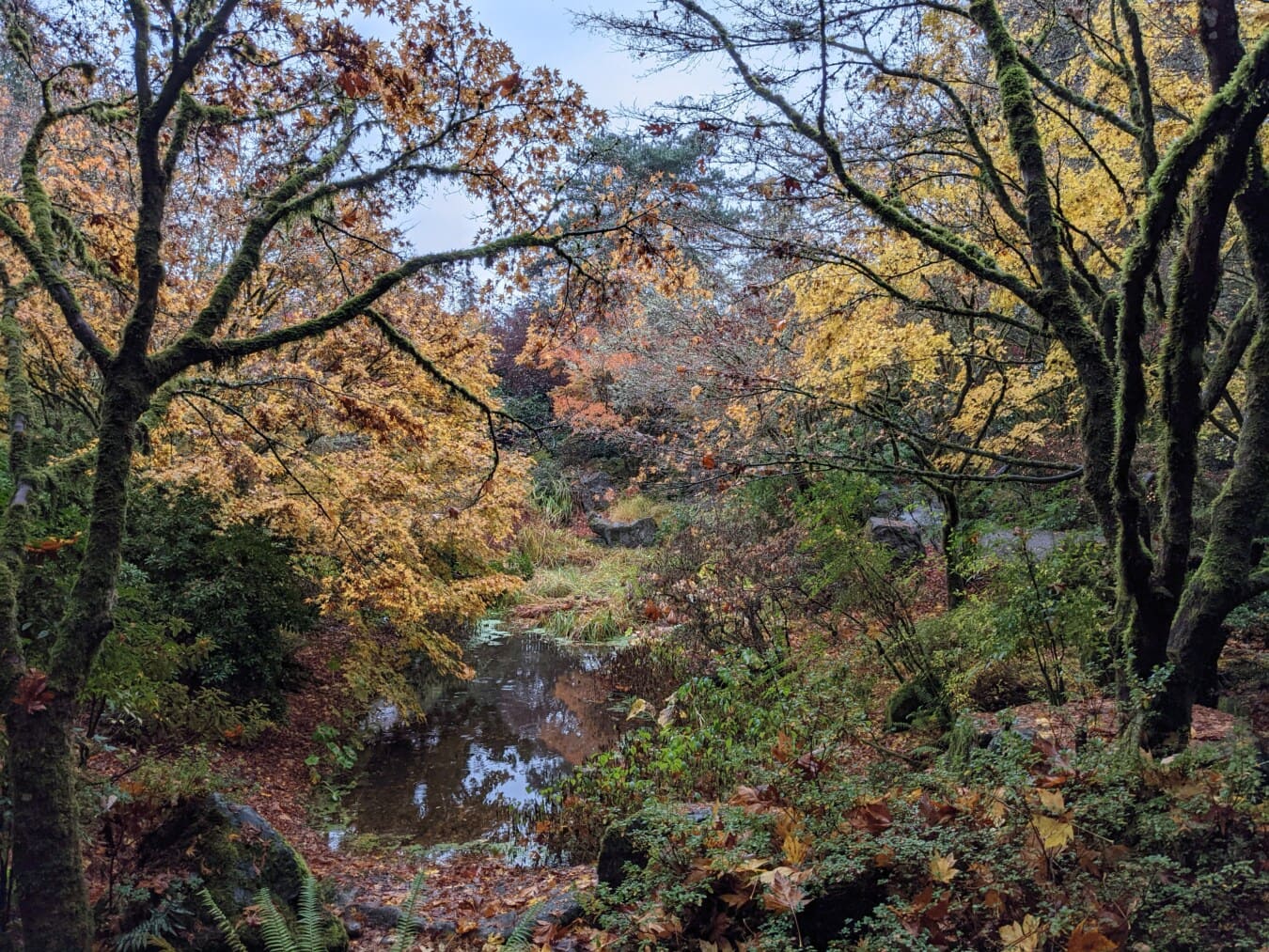 podzimní sezóna, listy, barevné, buk, pobočky, mechový, datový proud, les, krajina, list