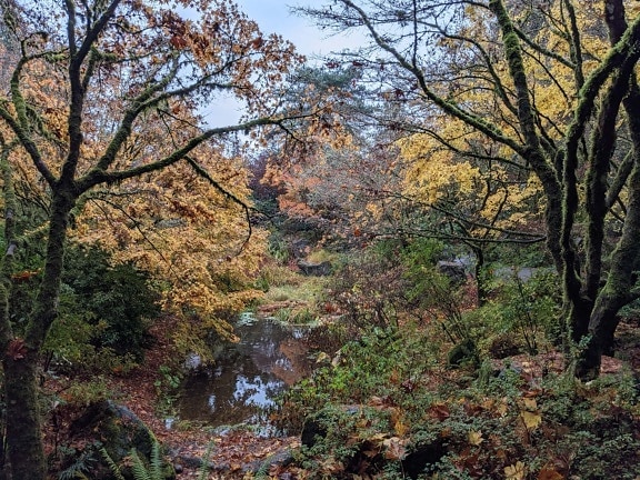 estação Outono, folhas, colorido, FaIa, Ramos, cobertas de musgo, fluxo, floresta, paisagem, folha