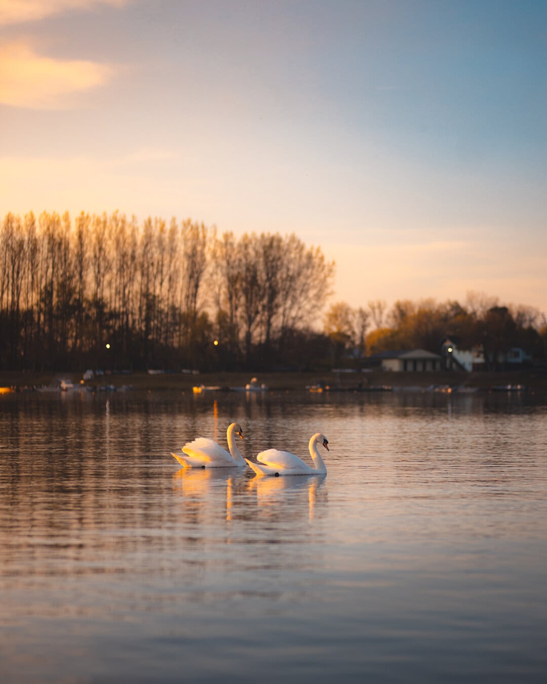 lakeside, sunset, romantic, swan, water, lake, reflection, nature, paddle, river