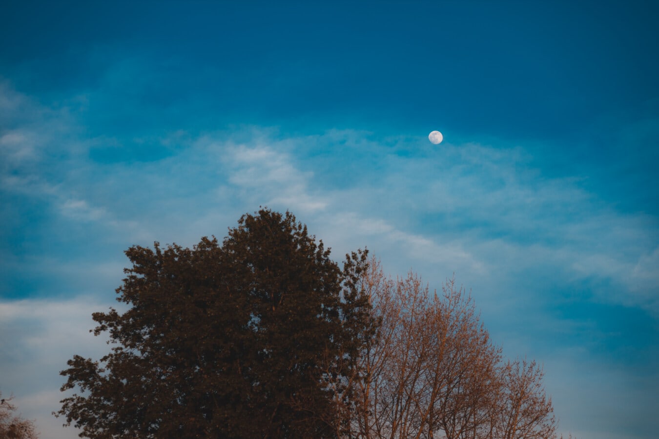 φεγγάρι, σεληνιακό τοπίο, μπλε του ουρανού, δέντρο, ατμόσφαιρα, τοπίο, φύση, ο καιρός είναι καλός, Αυγή, σε εξωτερικούς χώρους
