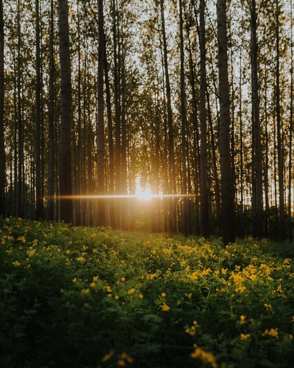 ánh sáng mặt trời, rừng, mặt trời mọc, cây, tia nắng mặt trời, nhiều cây cối, rừng, Poplar, cảnh quan, gỗ