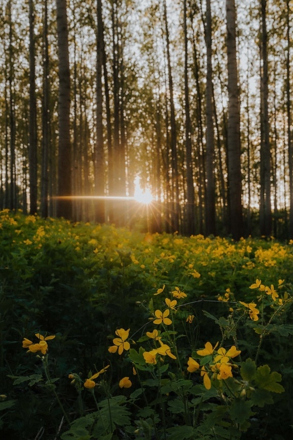 森林, 太阳, 阳光, 背光, 阳光, 黄色, 黎明, 木材, 植物, 景观