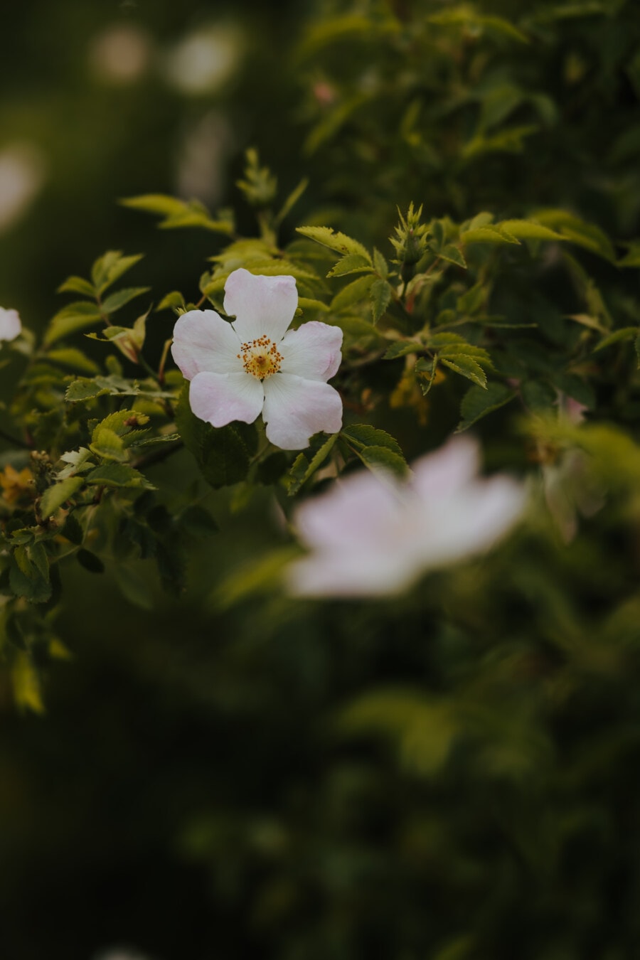 αγριολούλουδο, τριαντάφυλλο, λευκό λουλούδι, ανθοφορίας, βοτανική, Οργανισμός, λουλούδι, γλυπτική, φύση, πέταλο