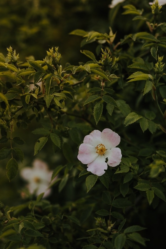 rosa, arbusto, macchia d'olio, Rose, fiori, piccolo, Rosato, fiore, petalo, foglia