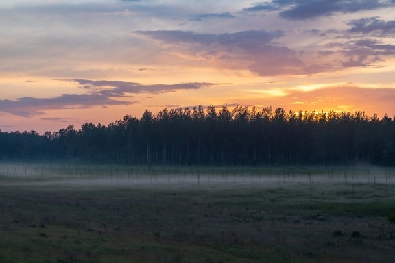 morgen, tåget, solopgang, ungt træ, skov, landskab, daggry, træ, natur, skumring