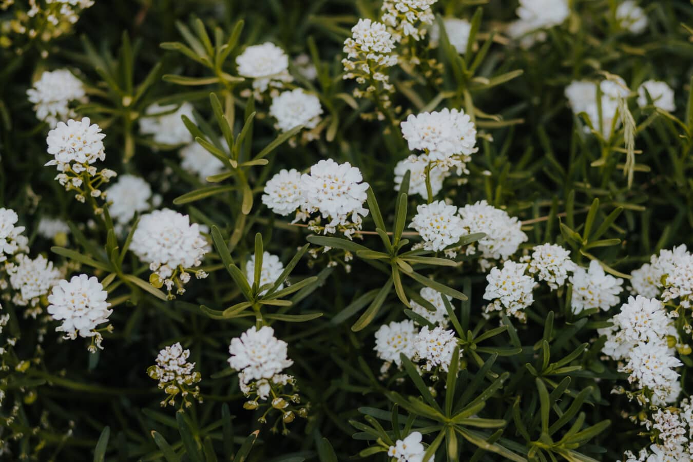 flor blanca, blanco pequeño, plantas de la hierba, hoja, planta, flor, naturaleza, resorte, hierba, flores