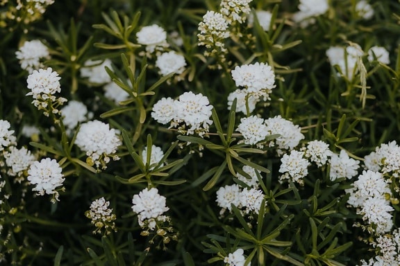 бели цветя, малка бяла, тревни растения, листа, растителна, цвете, природата, пролет, билка, цветя
