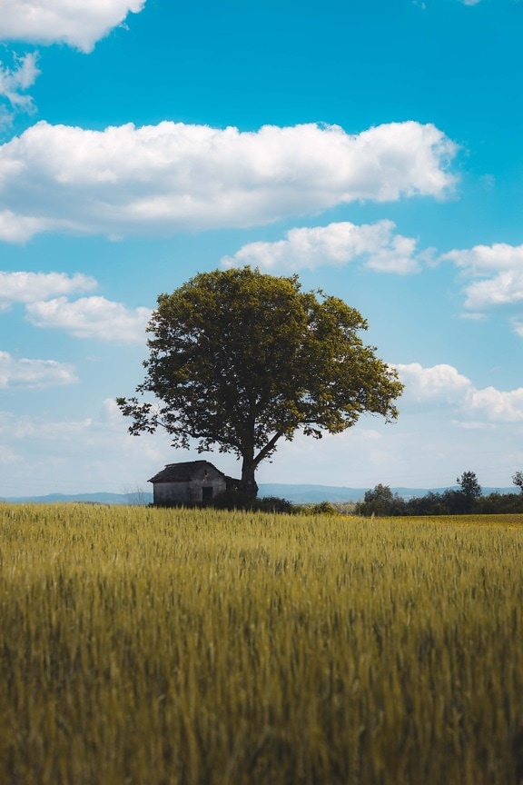 lonely, tree, field, wheatfield, agriculture, farmhouse, rural, farmland, cottage, seed