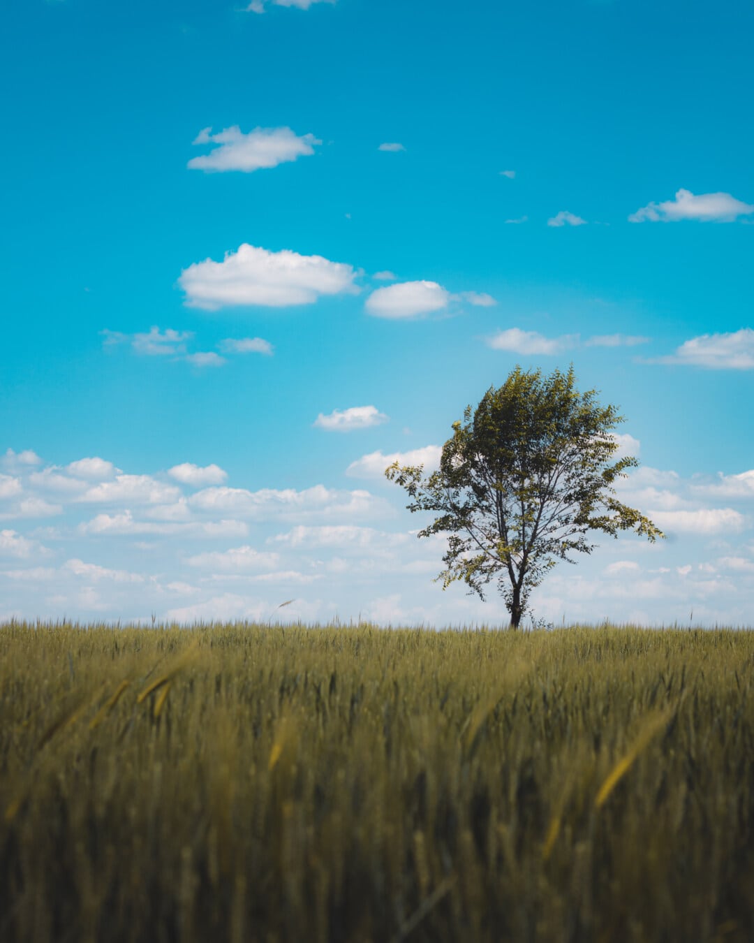 usamljeno, drvo, poljoprivredne, polje, wheatfield, proljetno vrijeme, plavo nebo, pšenica, atmosfera, žitarica