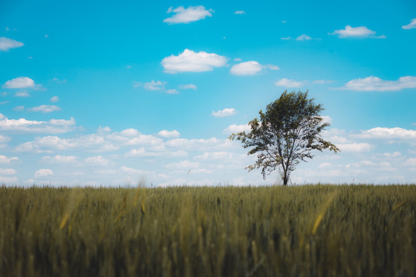 lonely, tree, agriculture, wheatfield, wheat, crops, rural, country, cereal, field
