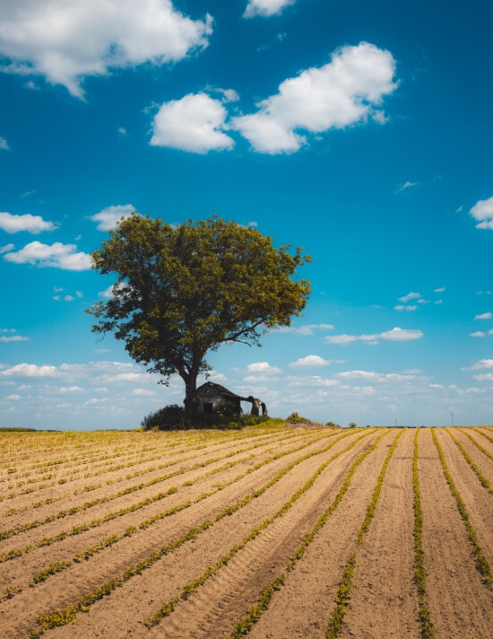 lonely, tree, hilltop, agriculture, field, soy, aspen, abandoned, cottage, farmland