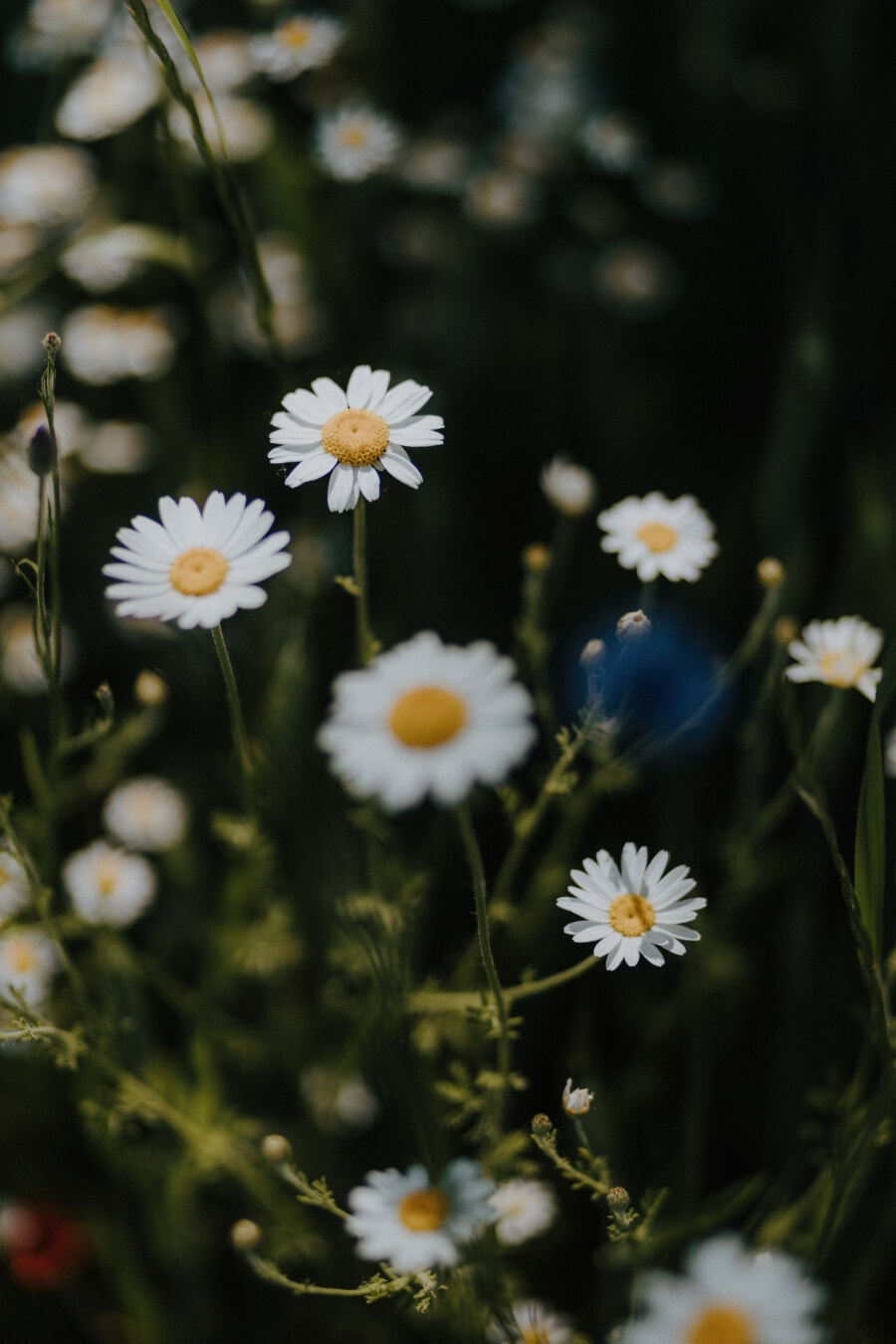 chamomile, wildflower, aromatic, herb, close-up, plant, flower, blossom, nature, summer