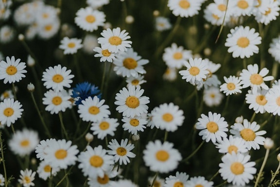 chamomile, aromatic, medicine, herb, meadow, spring time, summer, flower, blossom, flora