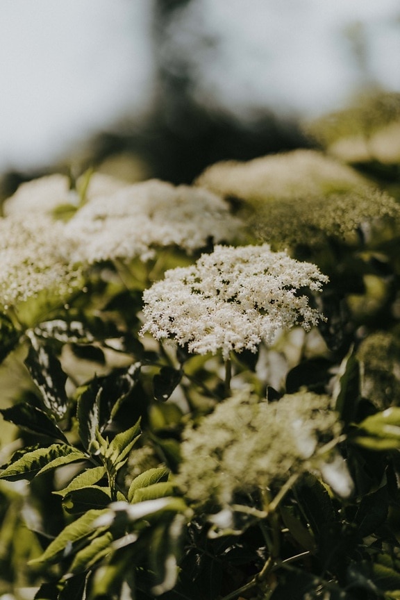 white flower, yarrow, aromatic, herb, nature, flower, plant, blur, leaf, outdoors