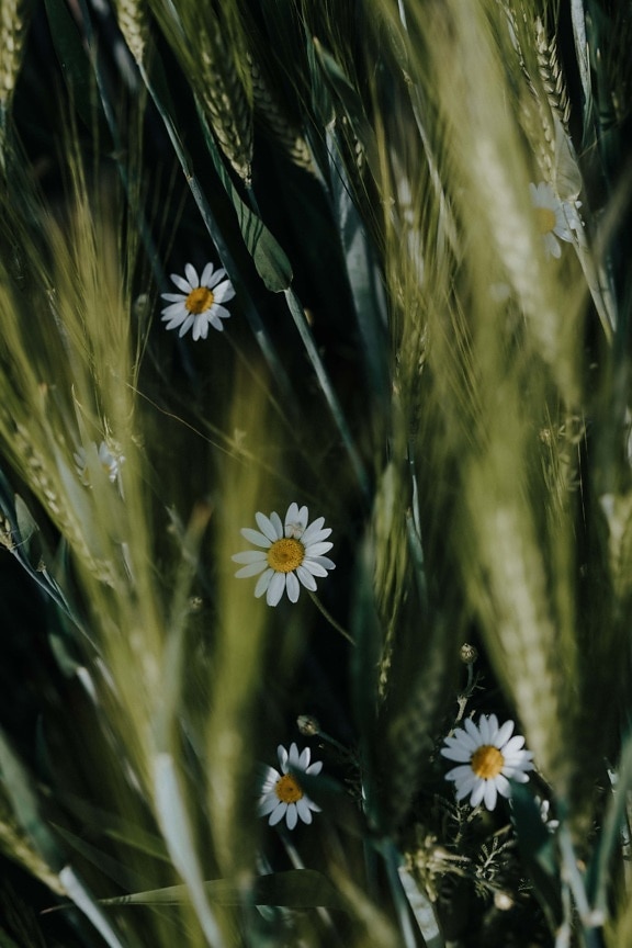 chamomile, wildflower, wheatfield, greenish yellow, green leaf, close-up, cereal, nature, flower, herb