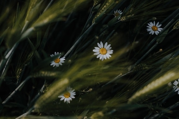 cereal, agriculture, wheatfield, wheat, daisies, close-up, chamomile, green leaf, shadow, daisy