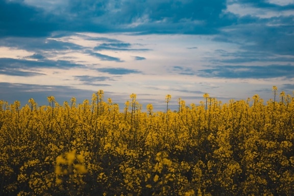 рапица, цветя, жълтеникаво, тъмно синьо, синьо небе, облаците, пейзаж, жълто, селски, поле