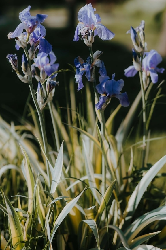 Iris, kwiaty, ciemny niebieski, zbliżenie, zioło, ogród, roślina, sprężynowy, kwiat, liść