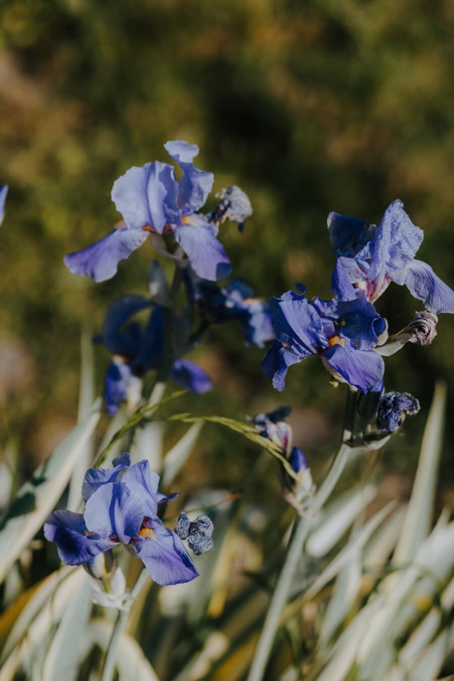 flowers, purple, iris, dark blue, garden, herb, plant, flower, outdoors, flora
