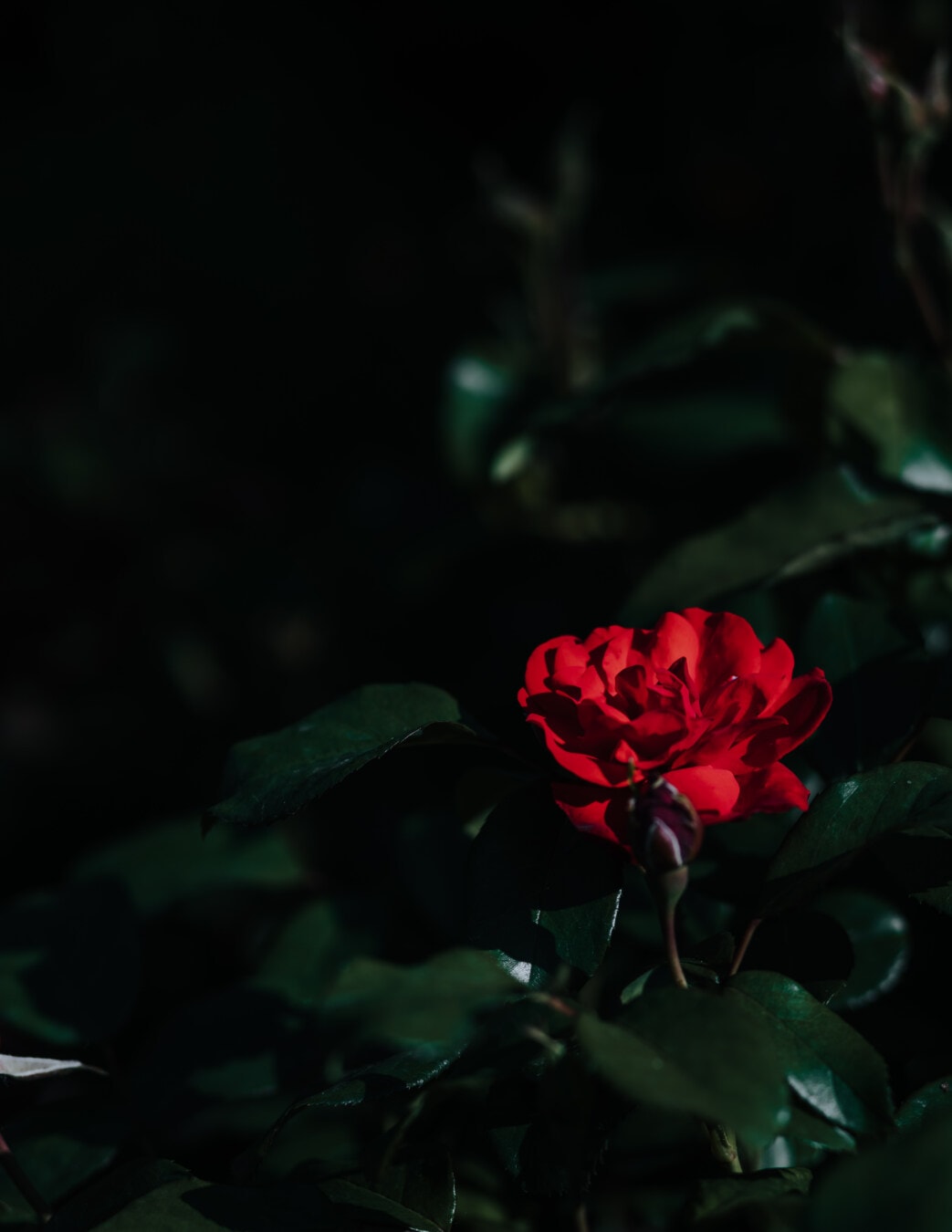 rose, dark red, shadow, shrub, leaf, flower, plant, nature, garden, flora