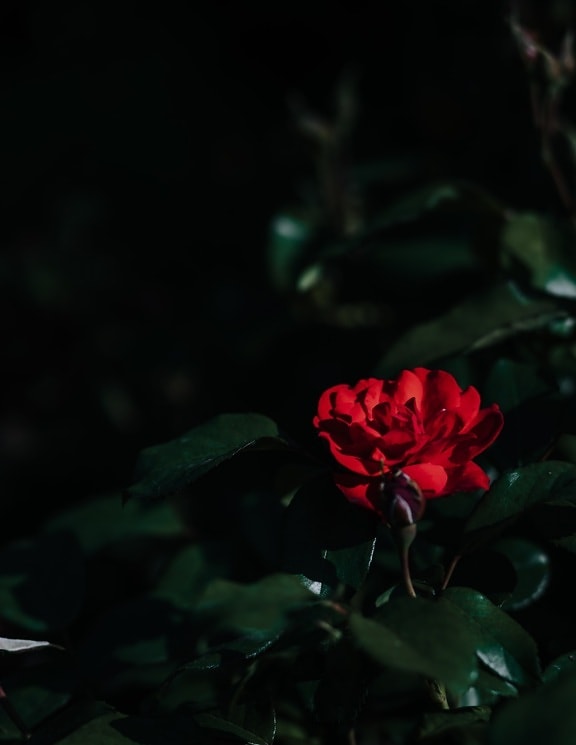 Троянда, темно-червоний, тінь, чагарник, лист, квітка, завод, природа, сад, флора