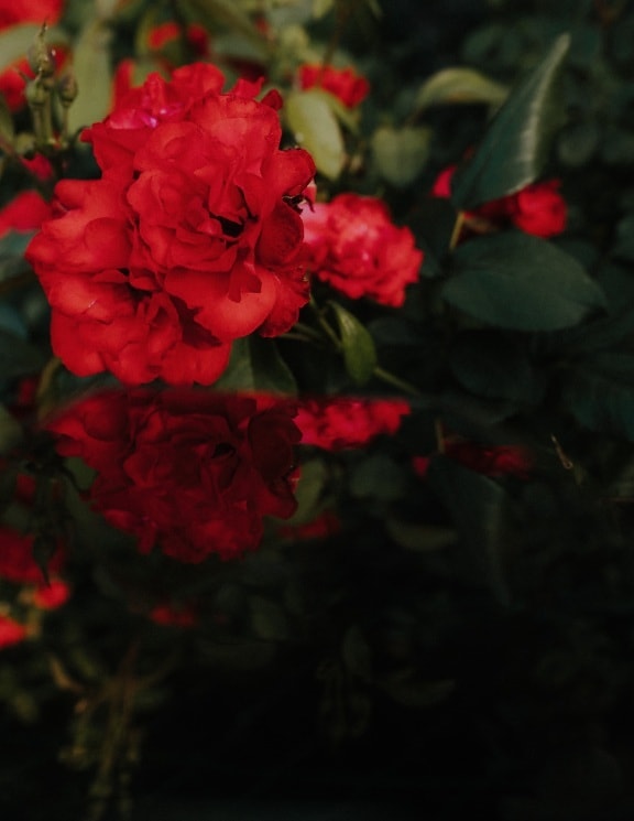 rosas, vermelho escuro, florescendo, arbusto, horticultura, botânica, jardim, planta, flor, flora