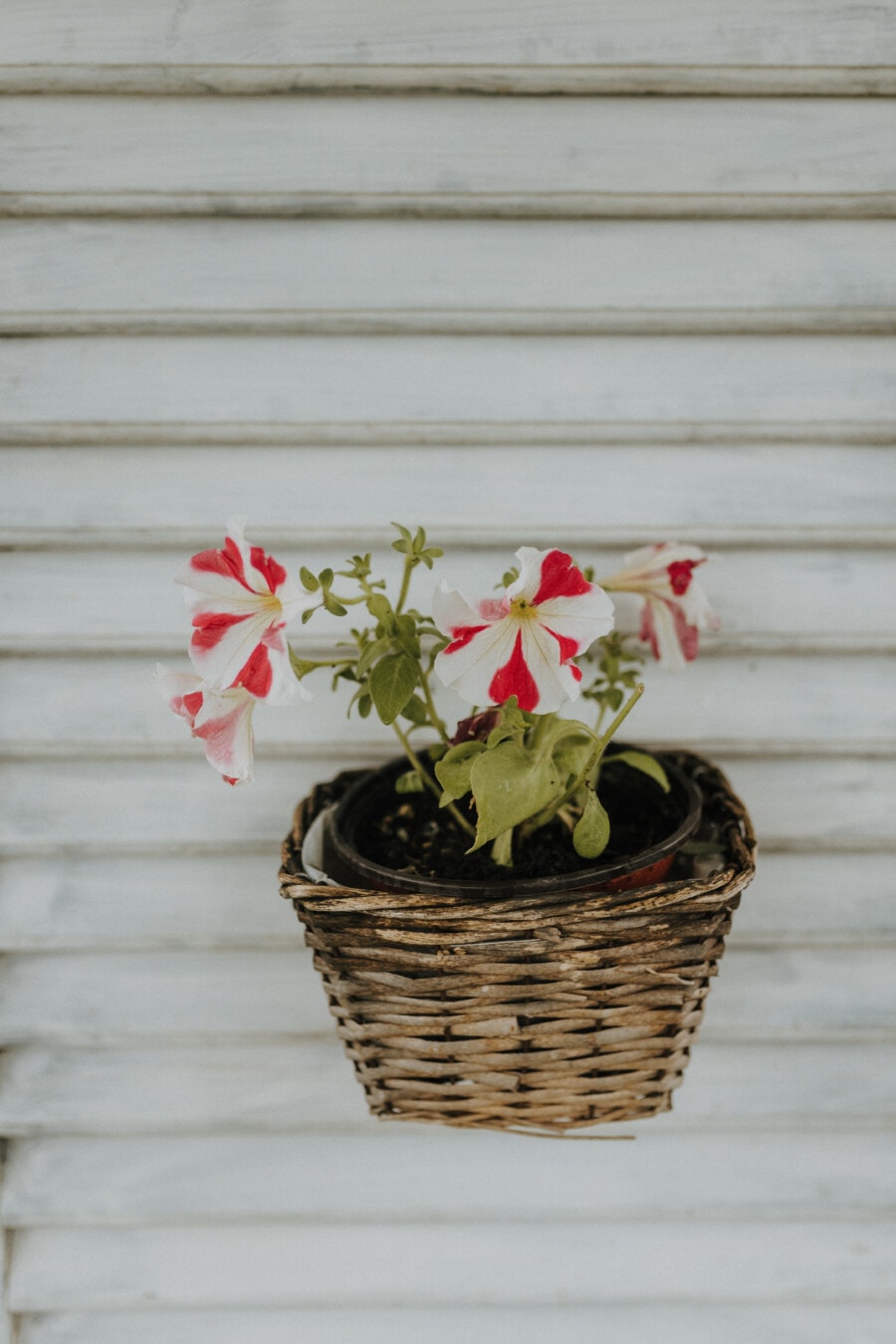 red, petals, white, flowerpot, wicker basket, decoration, outdoors, still life, old, flowers